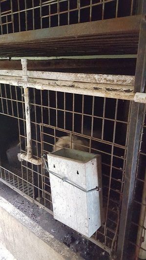 puppy_mill02.jpg